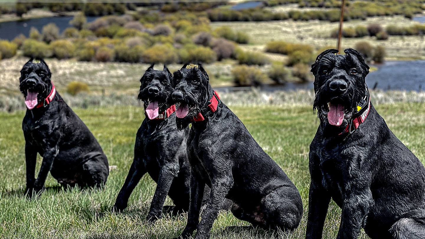 Four High-Performance K1K9 Giant Schnauzers seated in Montana grass with a river valley behind, red K1K9 collars, tongues out, alert.