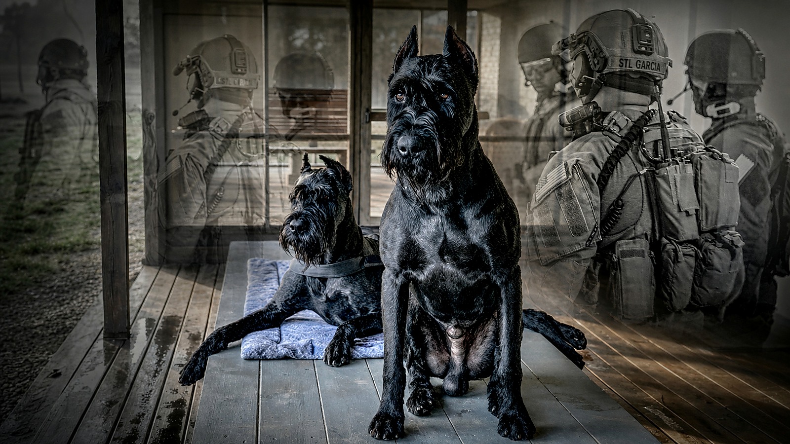 K1K9 Program banner — double-exposure composition of a stacked Giant Schnauzer overlaid with a doctrine porch scene, cinematic warm tones.