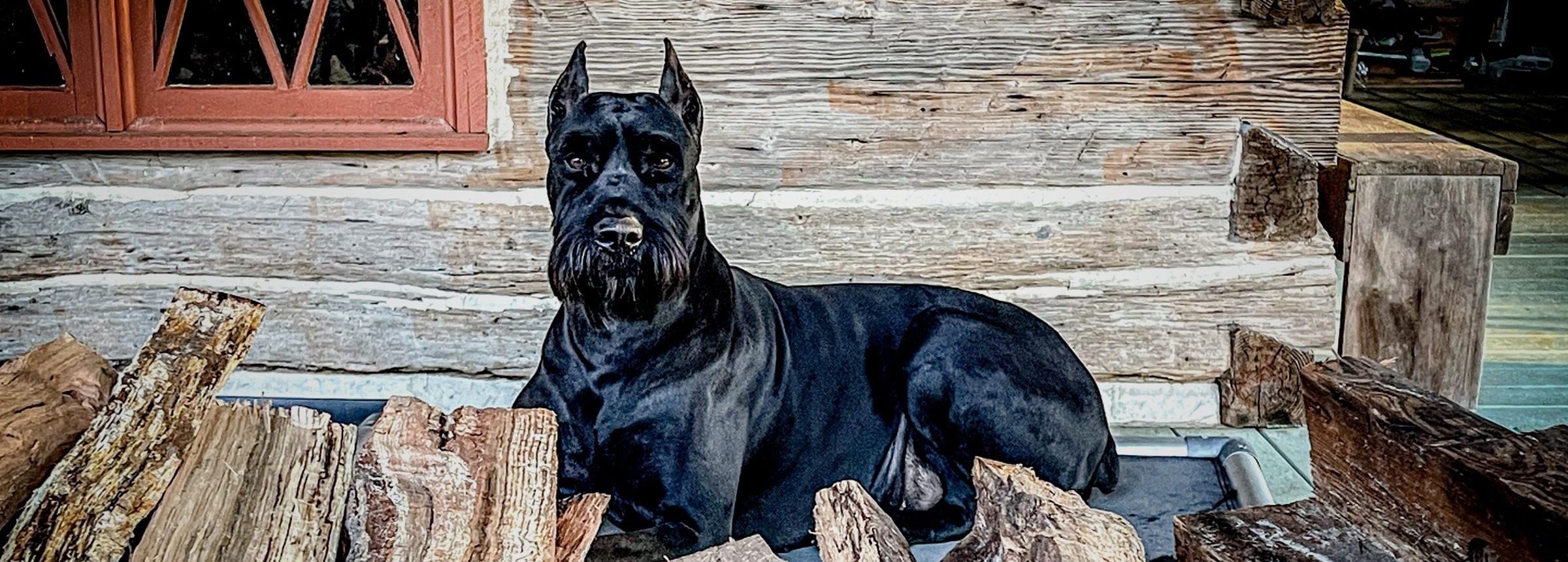 A black Giant Schnauzer lies calmly on a cabin porch behind a stack of split firewood. Ears alert, gaze steady, body at rest. This is the everyday mindset — calm, gathered, ready.
