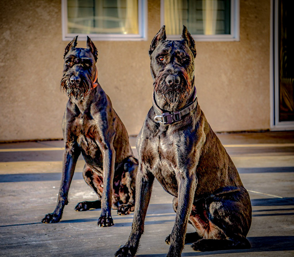 Two High-Performance Giant Schnauzers at rest