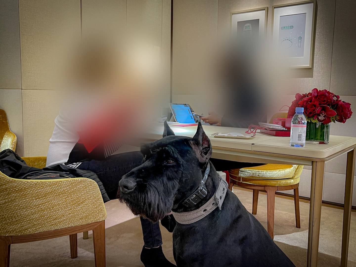 A K1K9 seated composedly in a high-jewelry retail salon